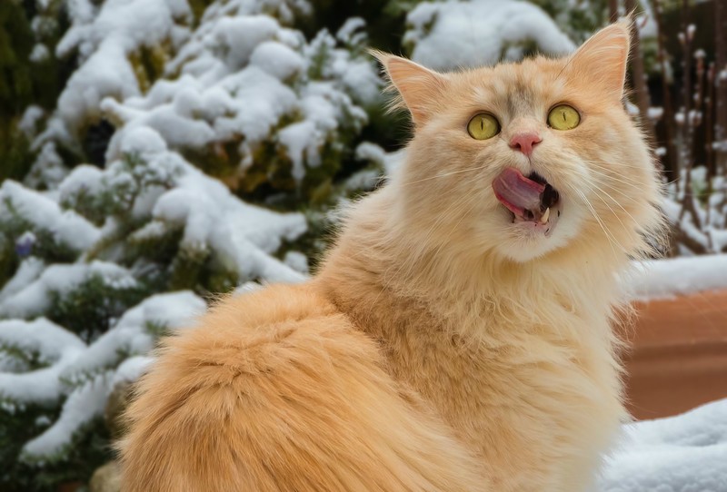 tongue out, cats, animals