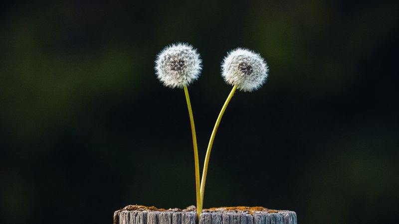 dandelions, plant, log, wooden, focus, 4k