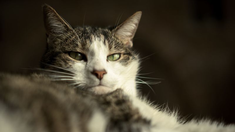 cat, muzzle, funny, wool, 4k
