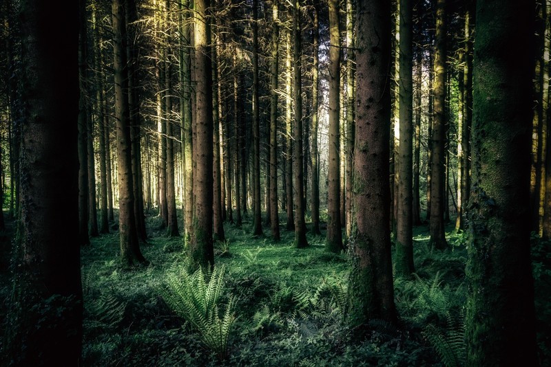 forest, wood, nature, landscape, grass, trees