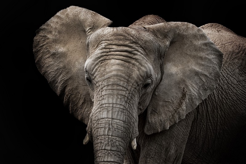 animals, elephant, black background, closeup