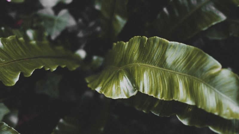 plant, leaves, green, tropical, dark, 4k