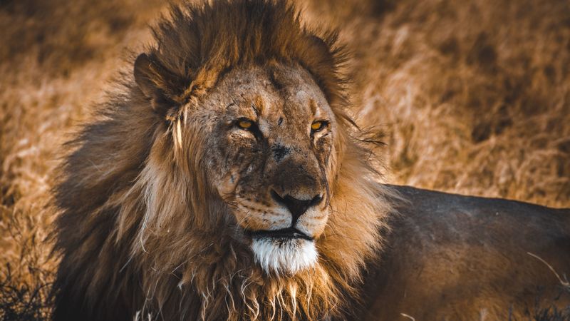 lion, predator, big cat, king of beasts, wildlife, 4k
