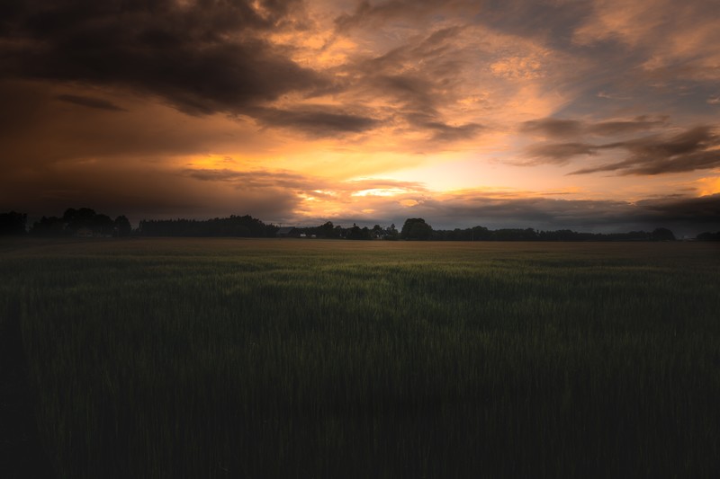sunset, landscape, field