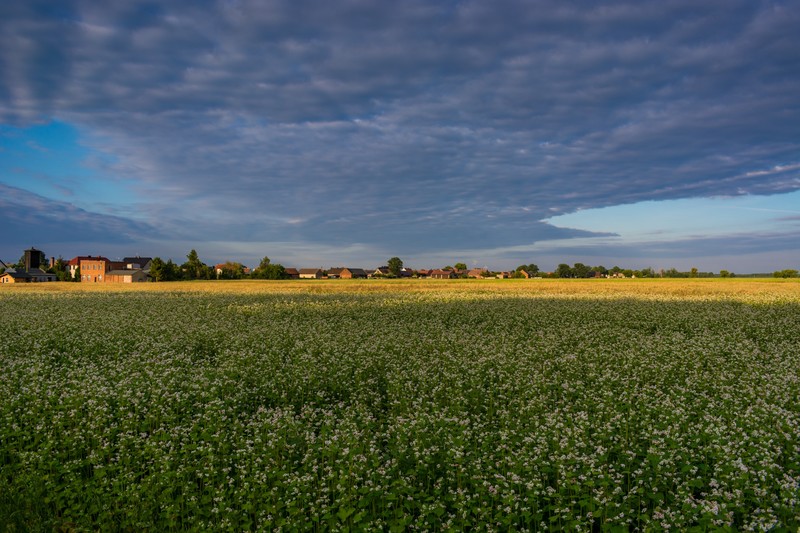 sunset, nature, village, Poland, landscape