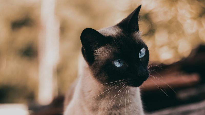 cat, siamese, glance, animal, pet, 4k