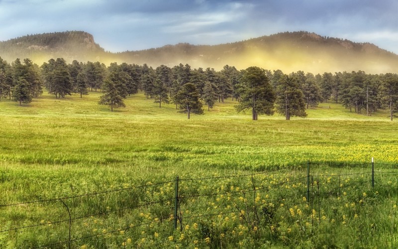green, fence, trees, landscape
