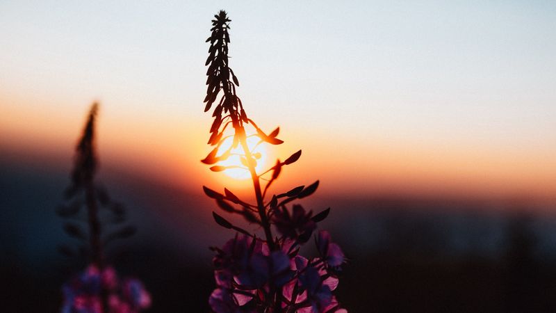 flower, sun, sunset, dusk, dark, 4k