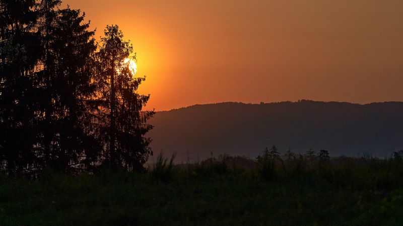 forest, sun, sunset, hill, grass, 4k