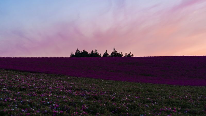 field, flowers, bloom, hill, trees, 4k