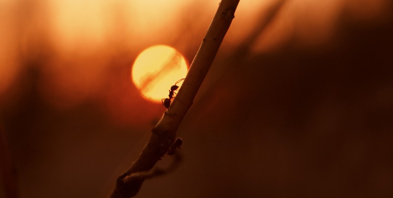 ants, insect, Sun, hymenoptera, branch, closeup, nature, sunset, dusk, cover art, album covers, melodic death metal, rock music, rock, extreme metal, heavy metal