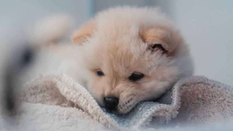 puppy, dog, cute, fluffy, pet, 4k
