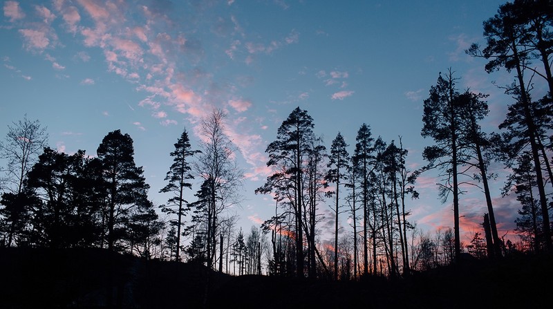 Karelia, nature, forest, sunset, trees, sky, evening, Russia