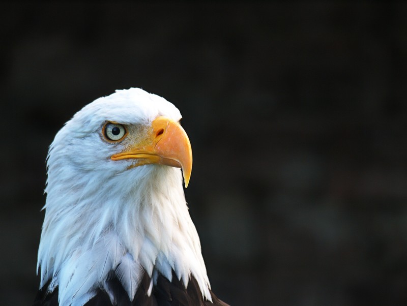 eagle, animal eyes, wildlife