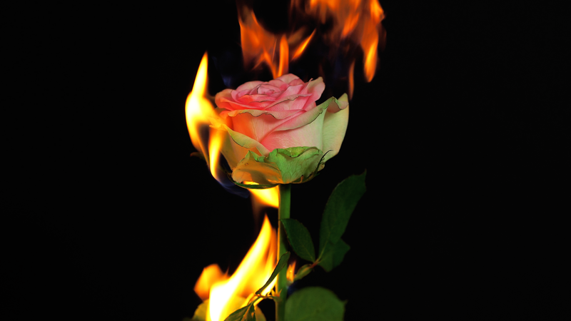flowers, fire, rose