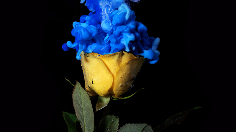 flowers, blue, underwater, rose