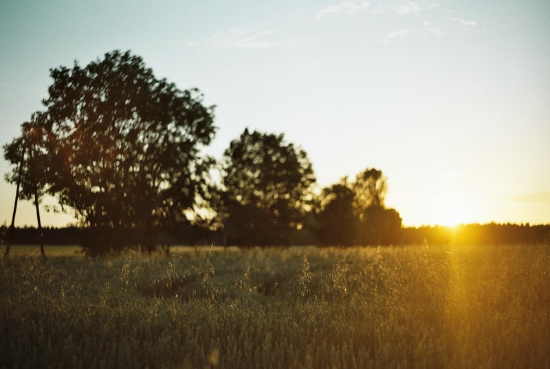 nature, field, plains, landscape, sunset
