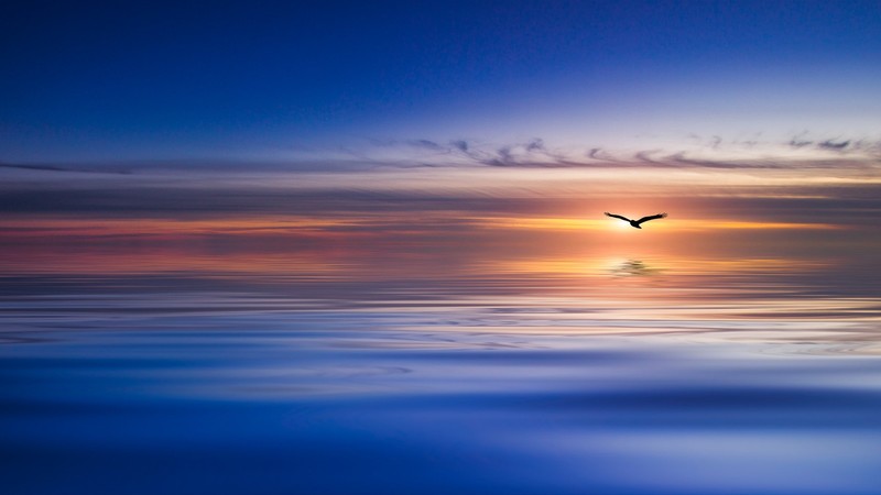 sky, sunlight, birds, blue