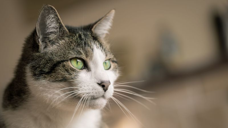 cat, glance, muzzle, pet, animal, 4k