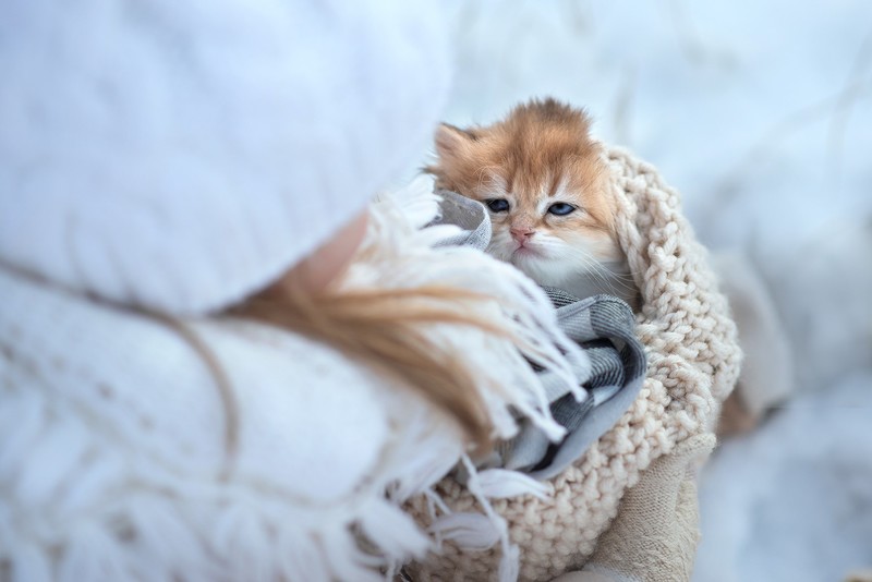 cats, animals, kittens