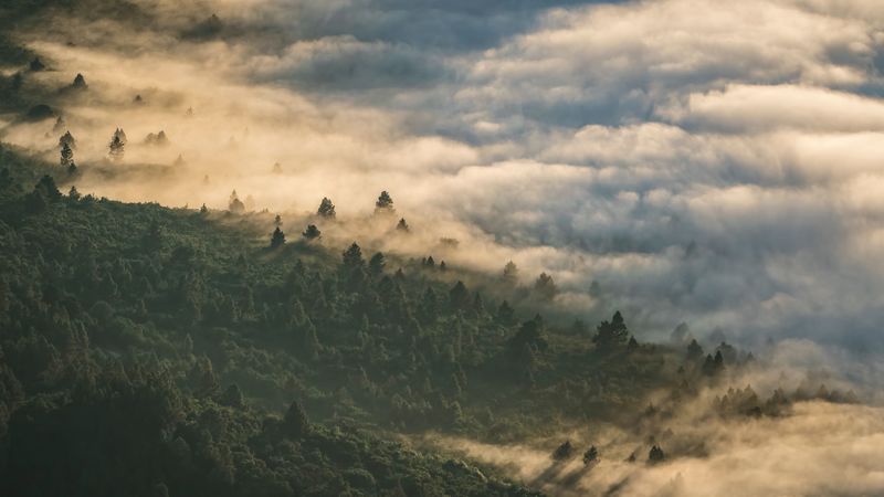 forest, clouds, aerial view, fog, height, 4k