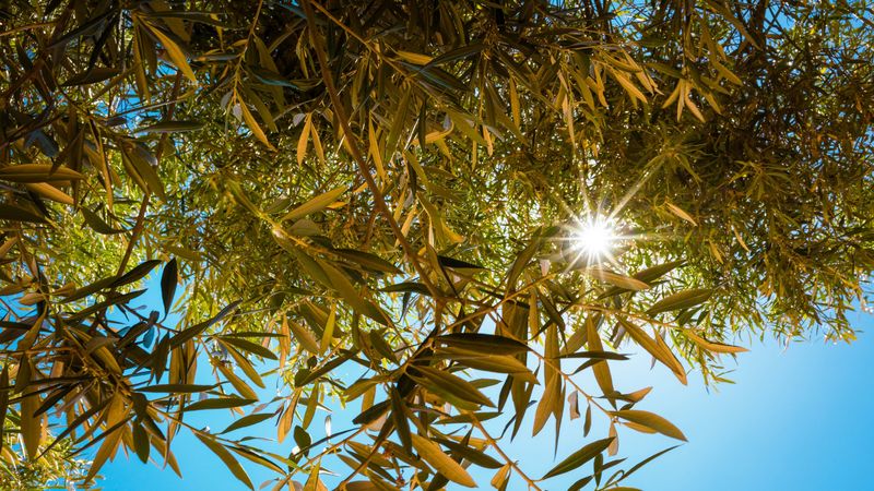 sunlight, branches, rays, sky, 4k