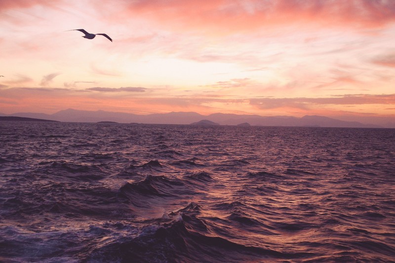sea, waves, seagulls, water, birds
