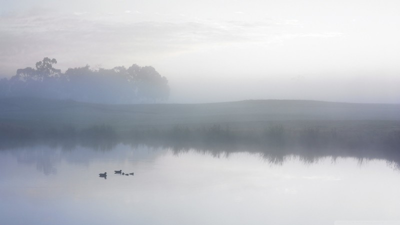 mist, lake, morning, duck