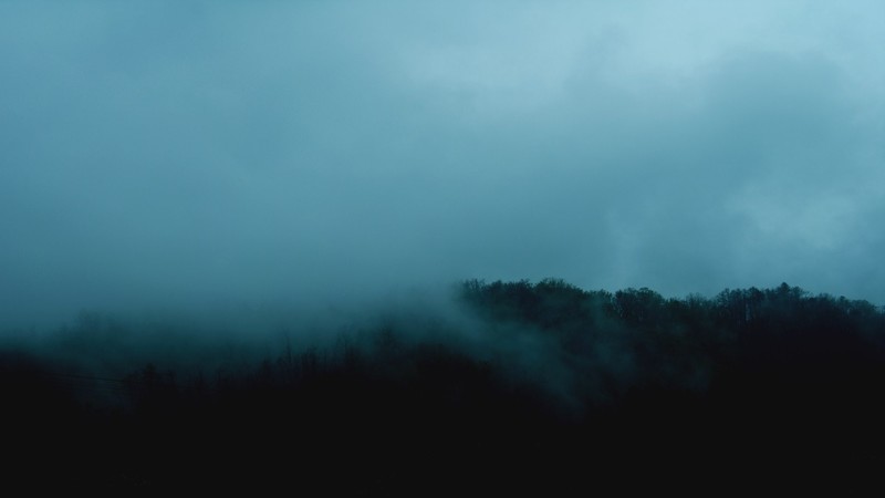 forest, mist, morning
