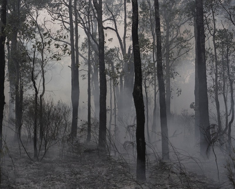 forest, mist, trees, nature