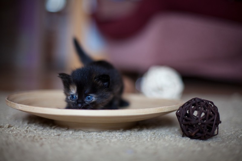kittens, animals, cats