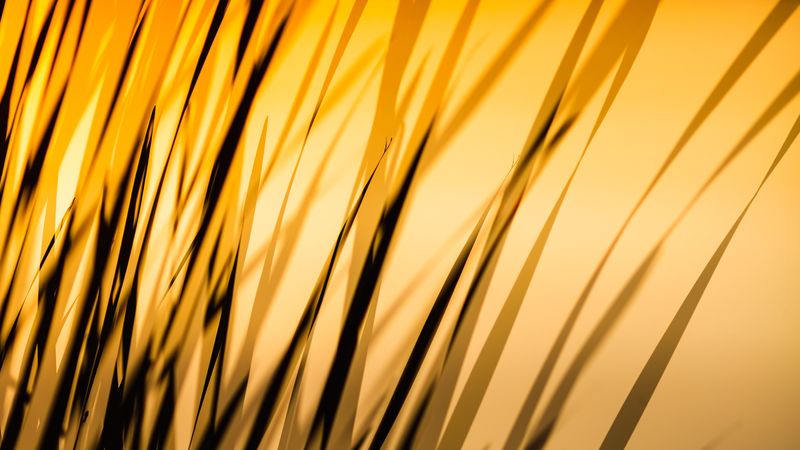 grass, shadow, dark, lines, plant, 4k