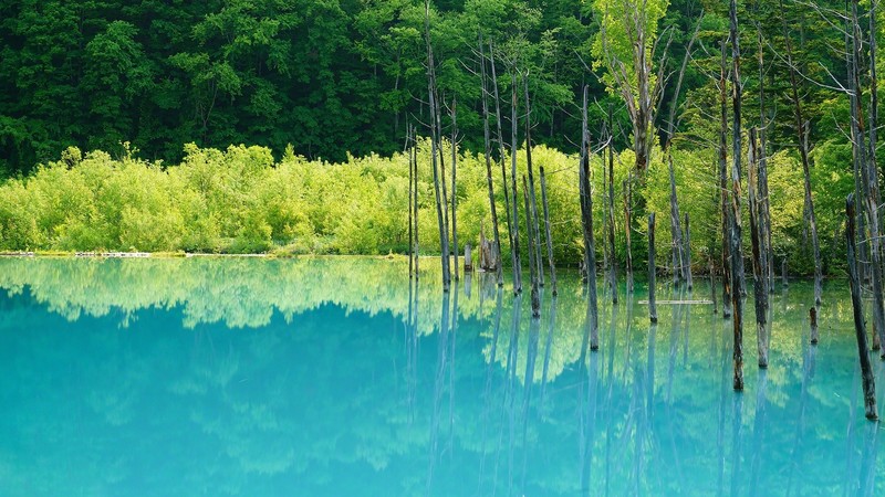 trees, nature, cyan, reflection, calm waters, landscape, lake, dead trees, turquoise