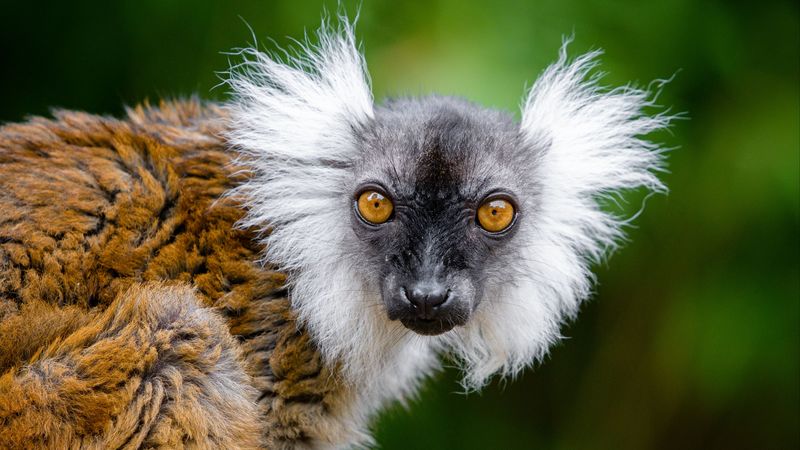 lemur, glance, funny, animal, wildlife, 4k