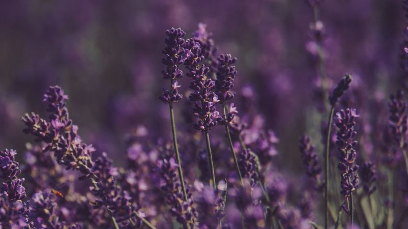 lavender, flowers, field, purple, bloom, 4k