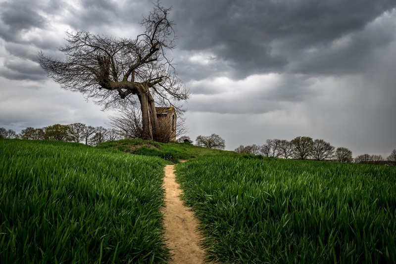 trees, landscape, sky, overcast, path, grass, clouds