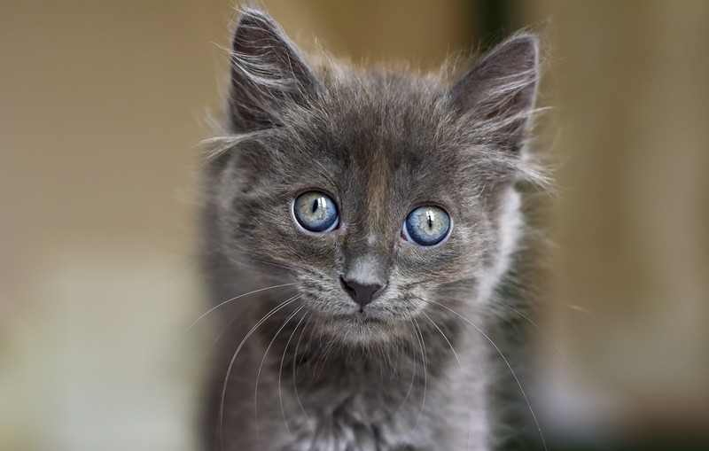 cats, animals, kittens, blue eyes