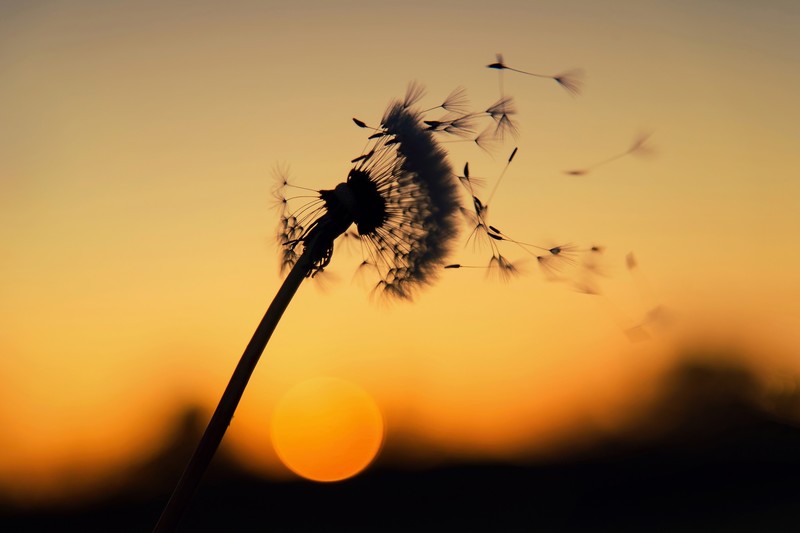 macro, sunlight, dark, flowers, dandelion