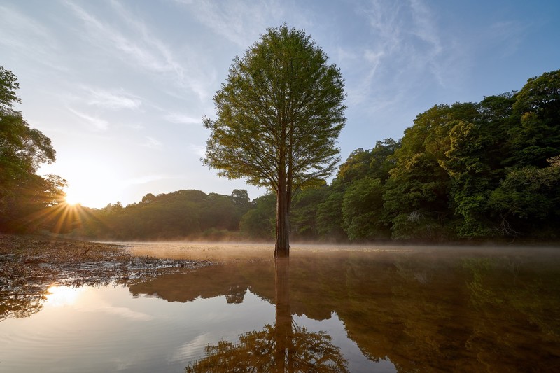 nature, water, trees, reflection, sunrise