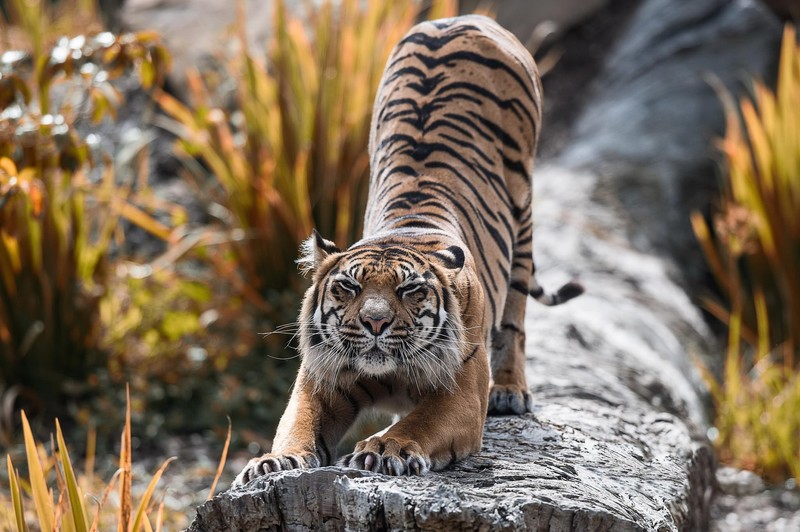 tiger, big cats, animals