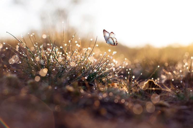 macro, nature, butterfly, plants, animals, insect
