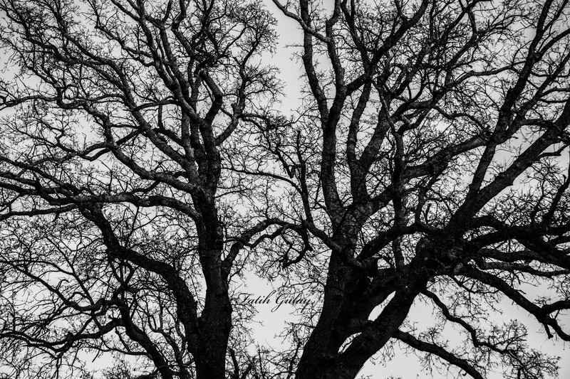 monochrome, black, white, trees, branch