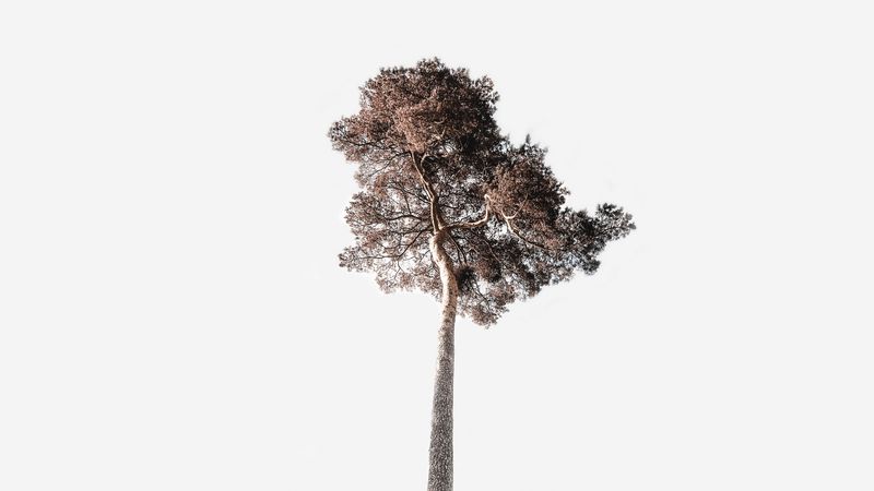 tree, sky, minimalism, trunk, crown, tall, 4k