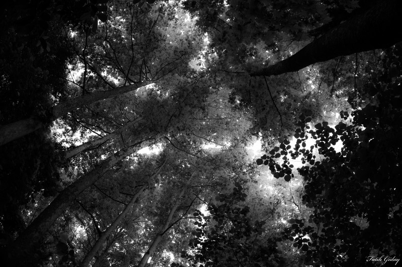 monochrome, nature, black, white, forest, trees