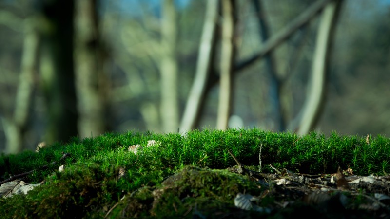 moss, nature, forest