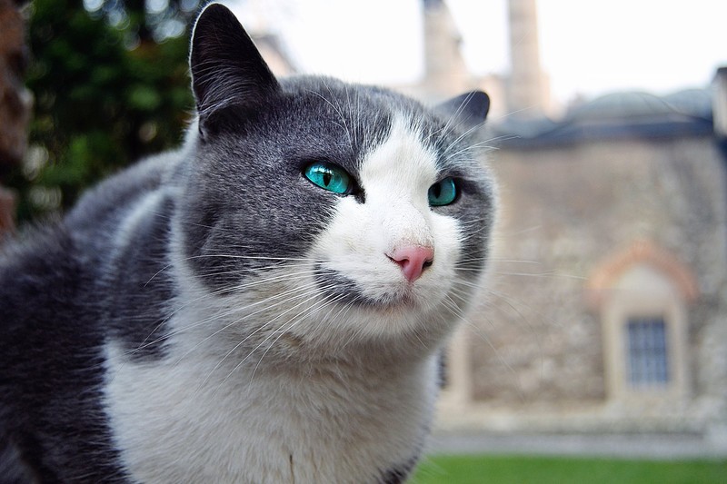 cats, green eyes, outdoors, depth of field, blue eyes, turquoise