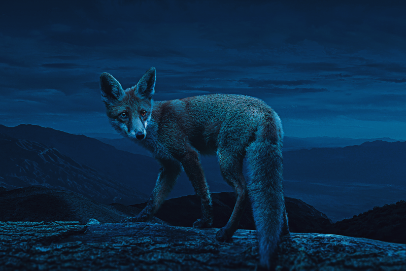 fox, animals, night, Photoshop, nature