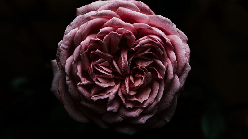 rose, flower, pink, dark, closeup, 4k