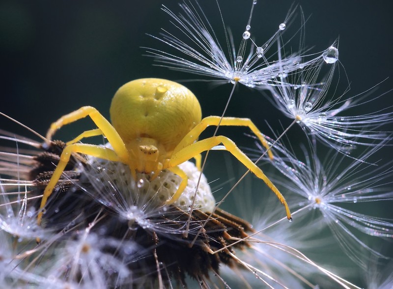 macro, spider, animals