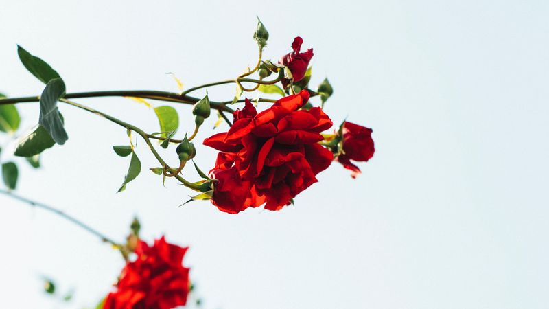 roses, red, flowers, bloom, plant, 4k